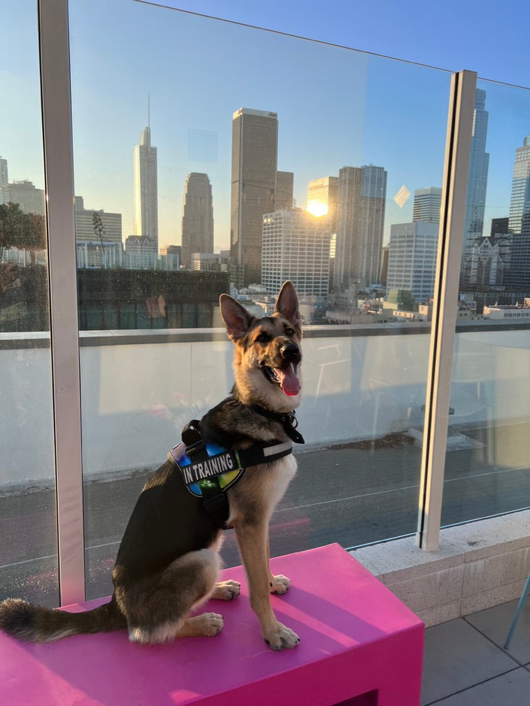 City Dog Etiquette: Respect, Responsibility, and Community in DTLA